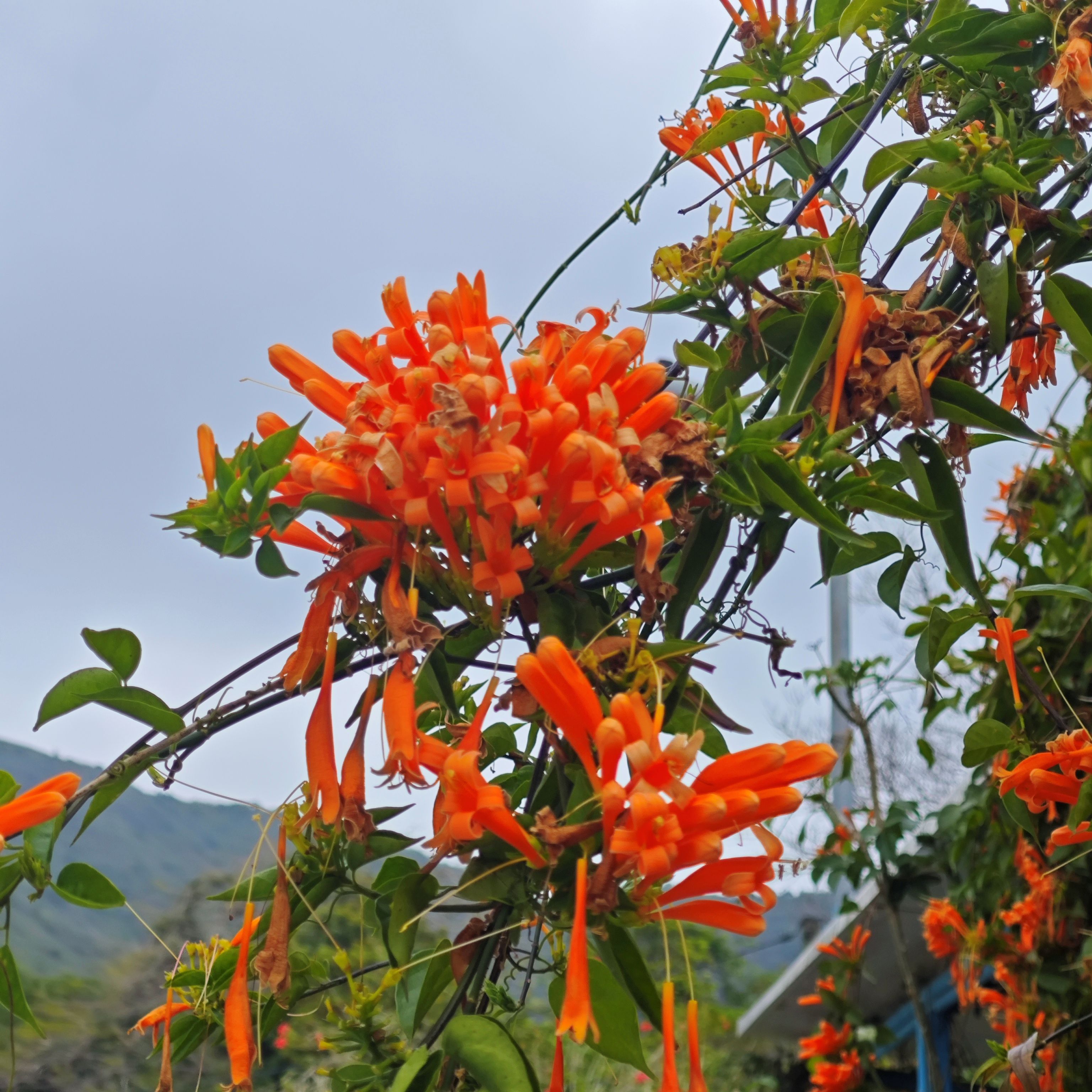 村庄人家种在巷子边的花